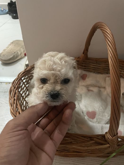 Bichon maltipoo mini toy