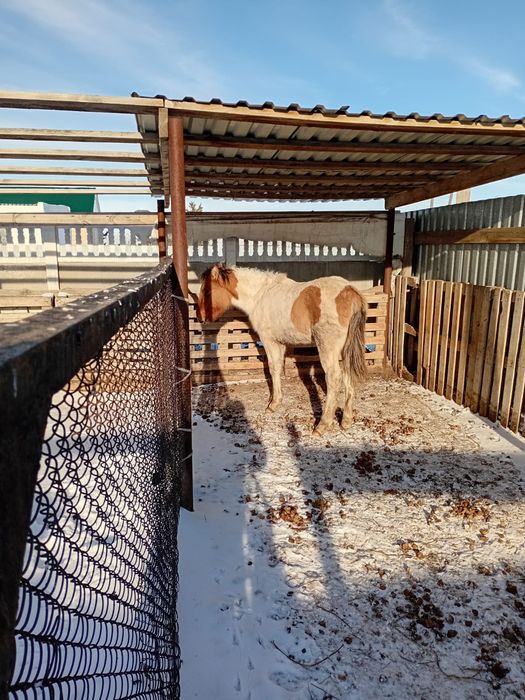 Жабагы сатылады ургашы.