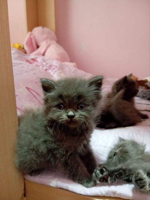 Породистые котята бесплатно