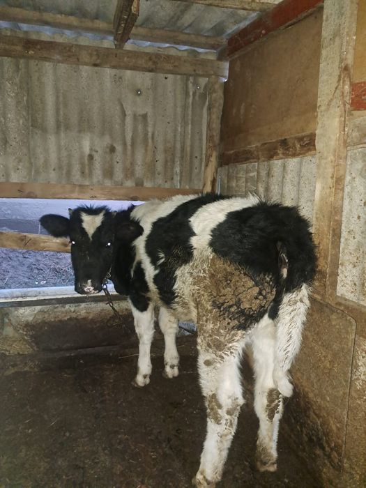 Тана. Сиыр сатылады