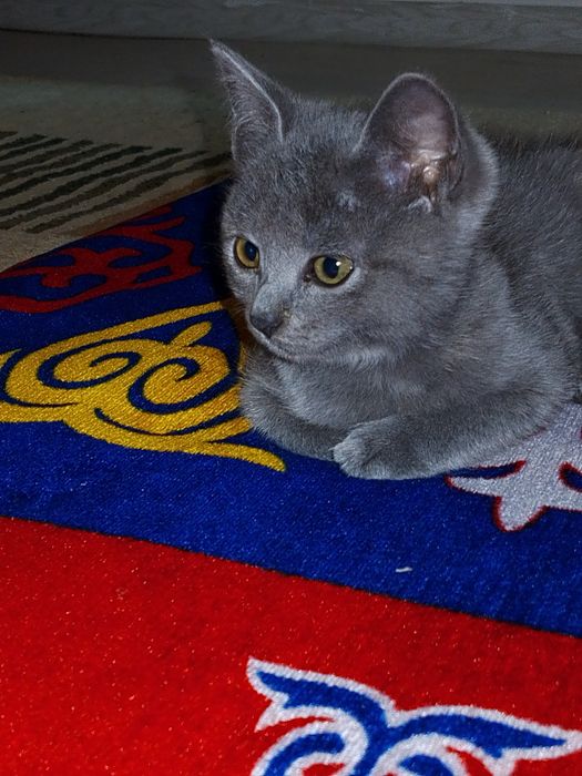 Британский кошка