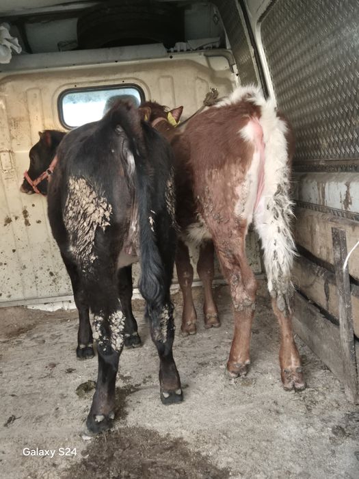 De vânzare 2 vitele bălțate