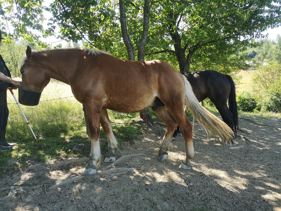Vând pereche de cai, armăsar și iapă