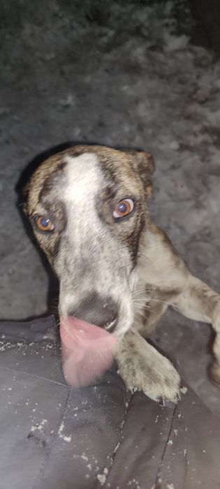 Молодая собака ищет семью