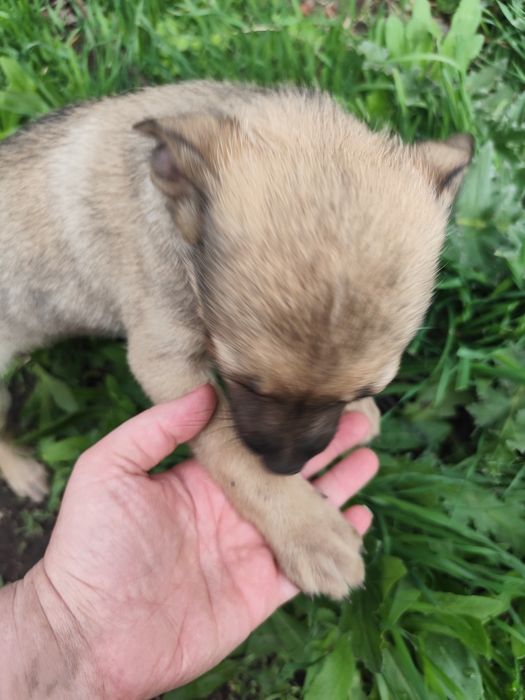 Щенок девочка собака 2 месяца ищет дом