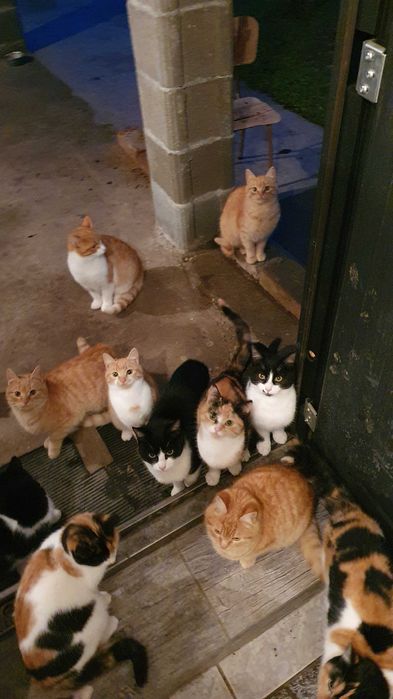 Спасете млади котета - остават сами на произвола на съдбата