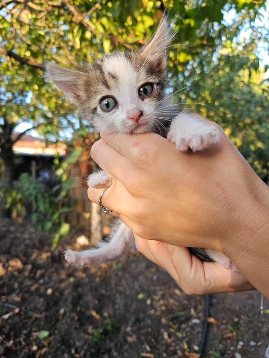 Подарявам котенца