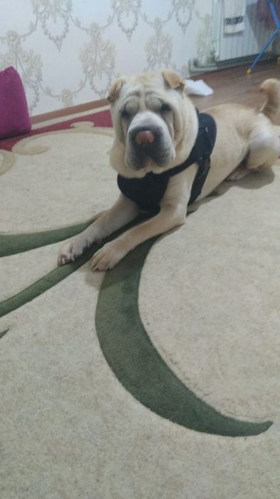 Шарпей ищет себе подругу,для сводки.