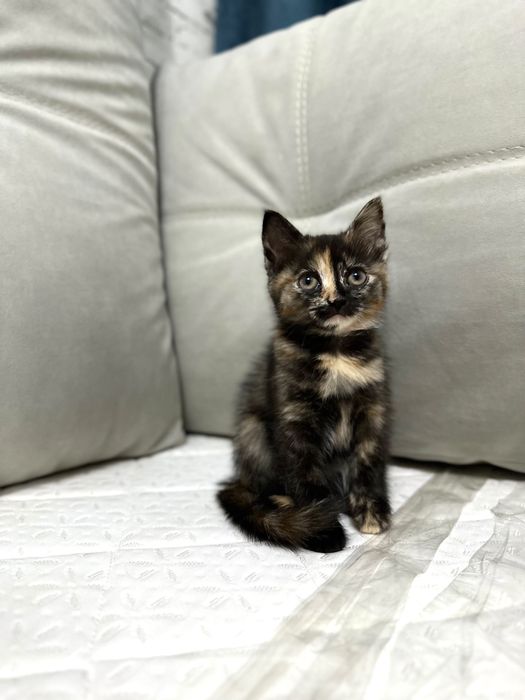 Кошечка 2 месяца