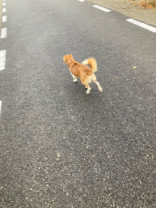 Ofer spre adopție cățel de talie mică vârsta de 2ani