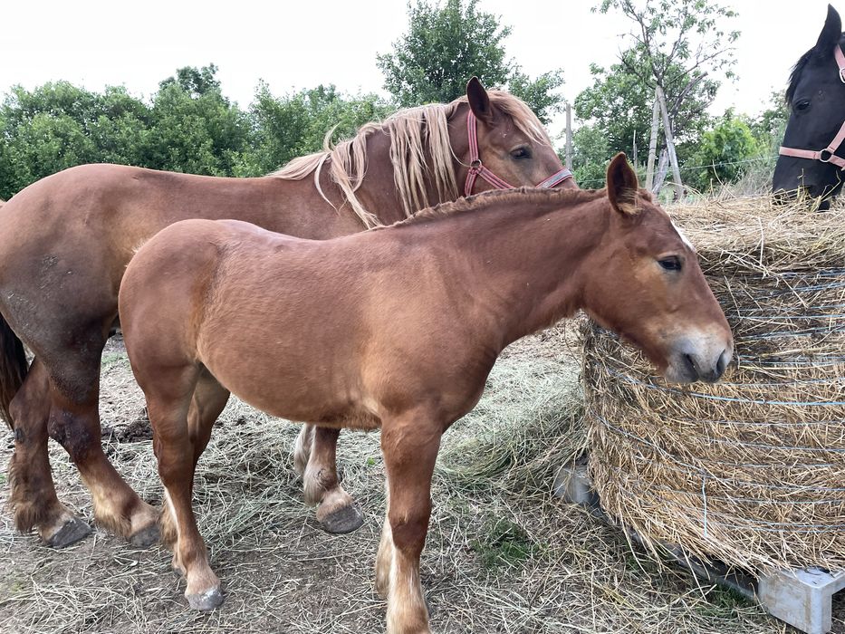 Vand iapa gestanta  cu manza de 6 luni