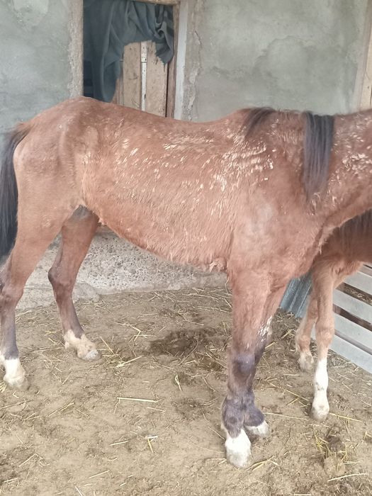 Құлынды бие сатылады.