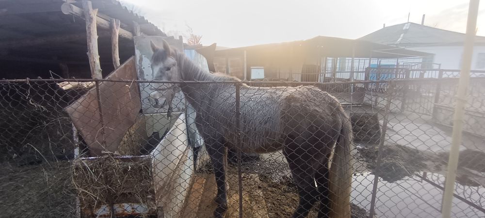 Даю Кобылу на обмен