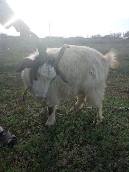 Коза  с козликом