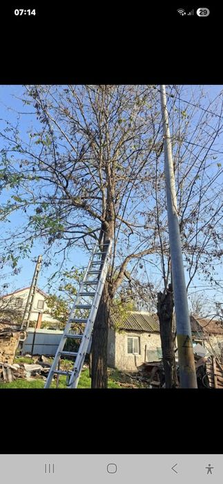 Toaletez pomi fructiferi