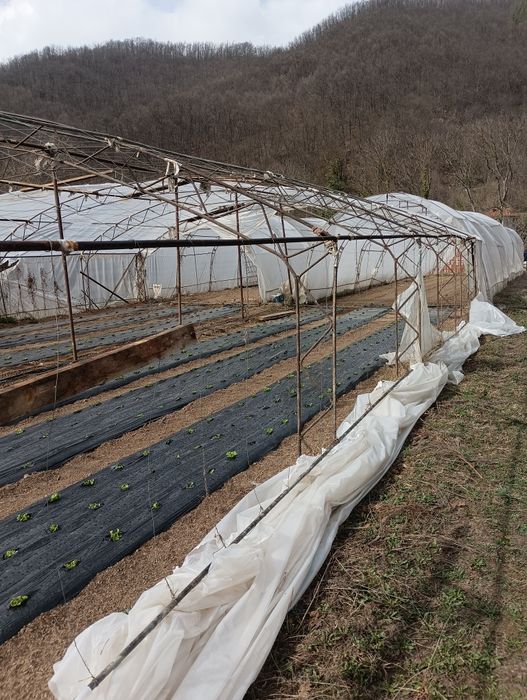 Продавам оранжерия 180 лв ферма