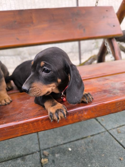 Teckel negru standard