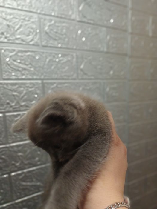 Отдам даром котят