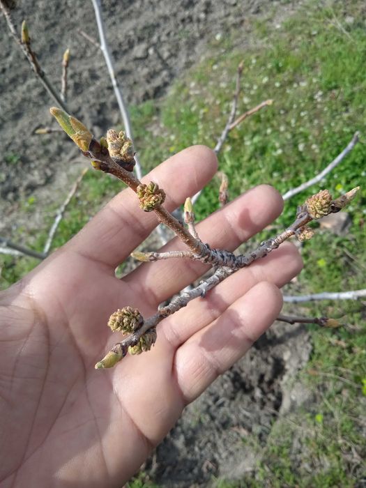 Продавам фиданки Шам фъстък Целогодишно разсаждане!