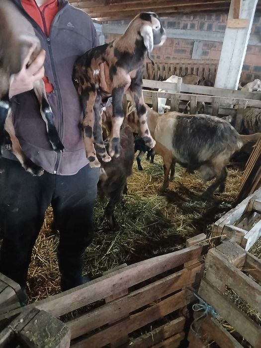 Țapi și iedute anglo-nubieni