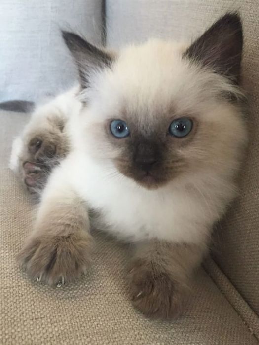 Ragdoll  baietel