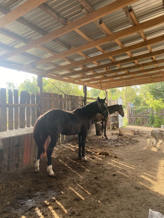 Продам жеребца.