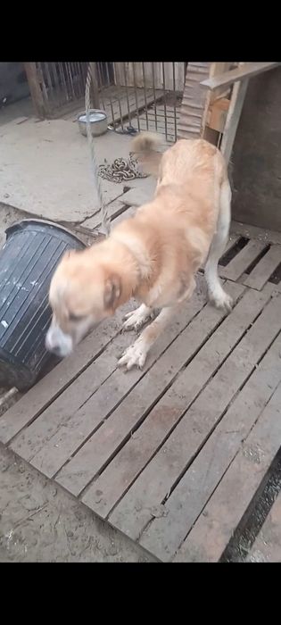 Алабай в добрые руки