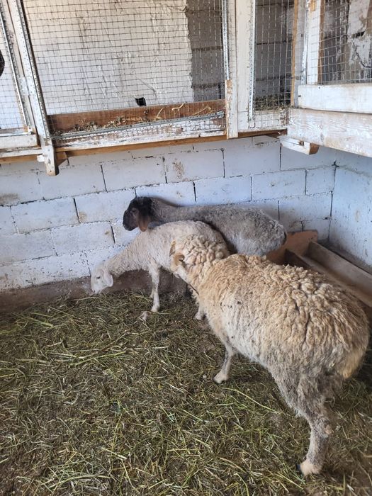 Сатамын токтылар 75000