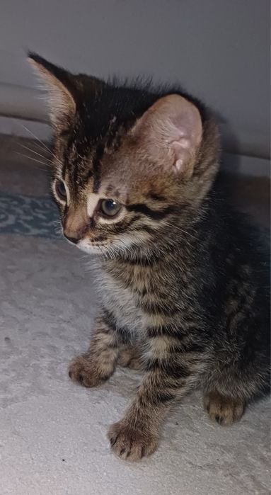 Отдам в добрые руки