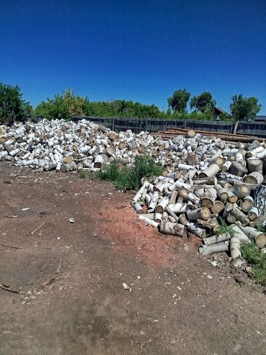 Берёза Белая, Сосна