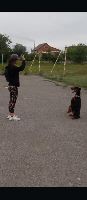 Дрессировка собак