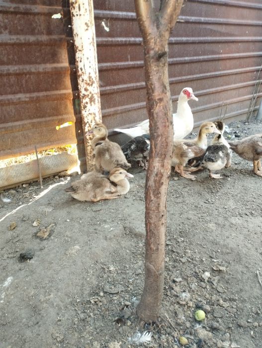 Продам индоутят и индюшат