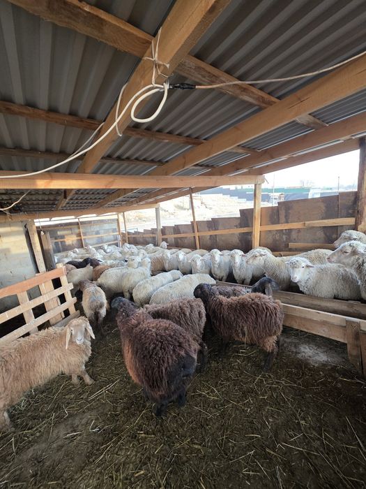 Бараны и овцы на мясо жирные