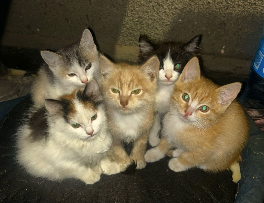 Отдам бесплатно котят