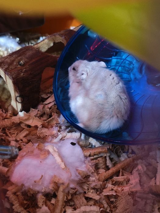 Джунгарики хомяки