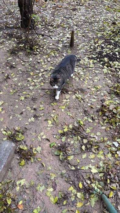 Fulg, motan de 4 ani, castrat