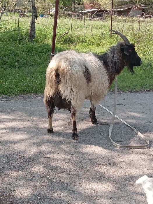 Продам Козы  козленоком