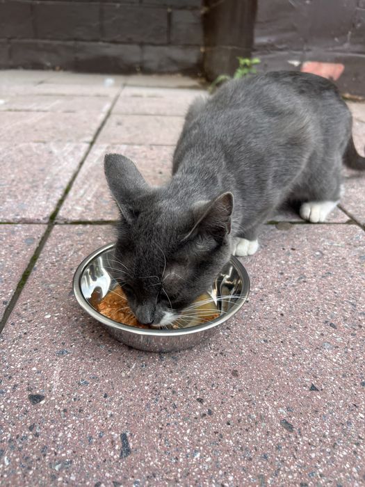 Котята в хорошие руки