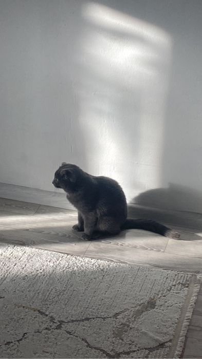 Кошка девочка очень ласковая приучина к туалету отдам в добрые руки