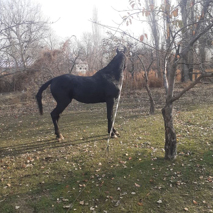 Кунан лошадь жеребец