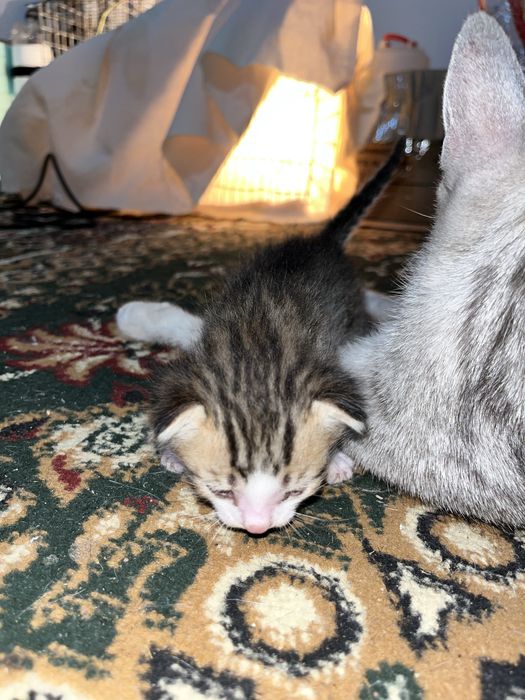 Котяты с красивыми оттенками