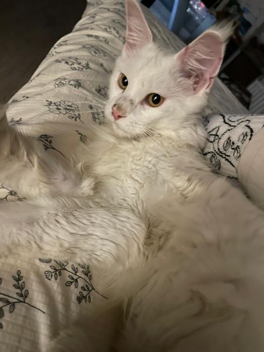 Мейн-кун  кошка белый цвет