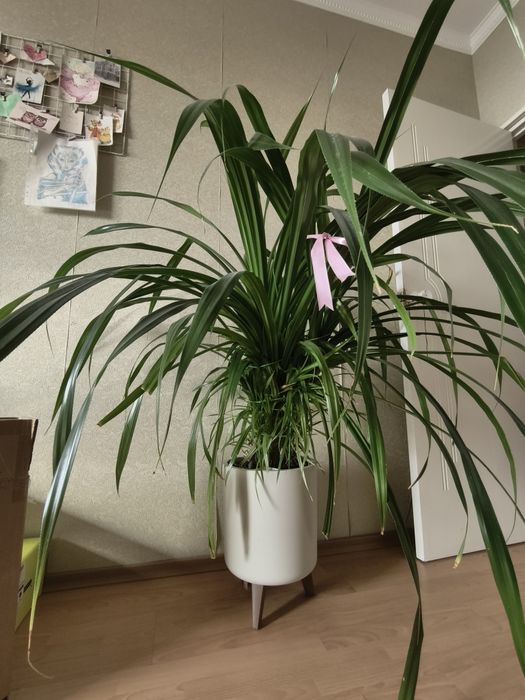 Панданус домашний