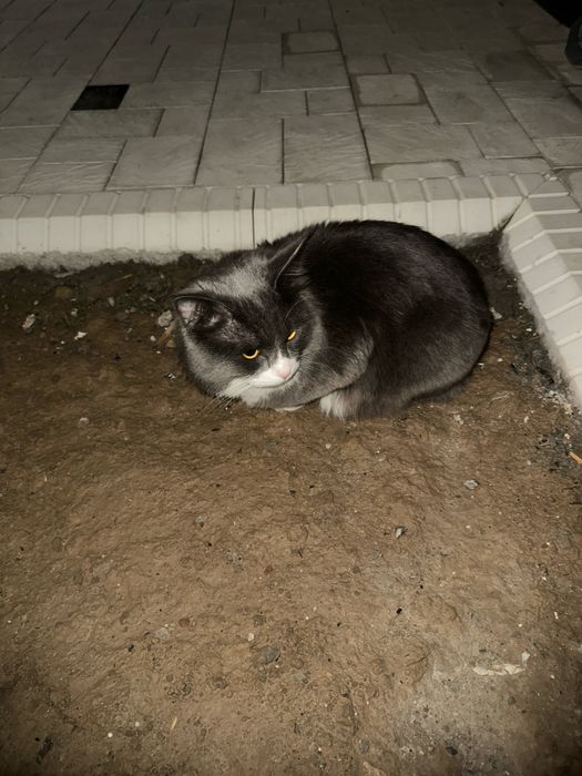 Вязка кота, бесплатно. Приглашаем кошечек, требования прививки и паспо