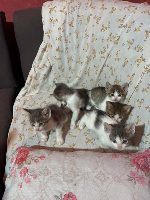 Подаряват се малки котенца