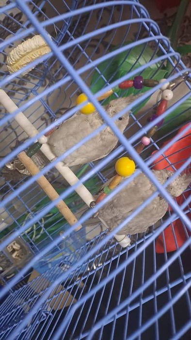 Papugay sotiladi avganski