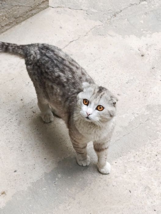 Mushuk Scottish fold Silver