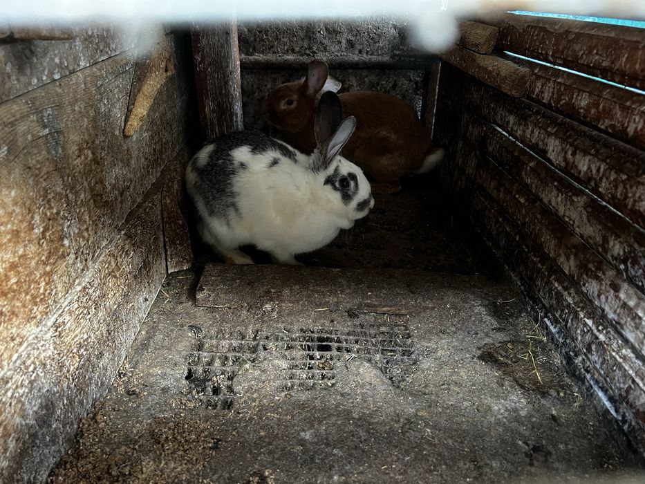 Гебрид куйонлар нова зеландски блан панон чатишган сотлади