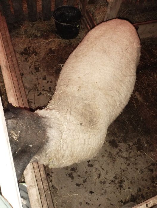 Berbec Sufolk la a doua montă