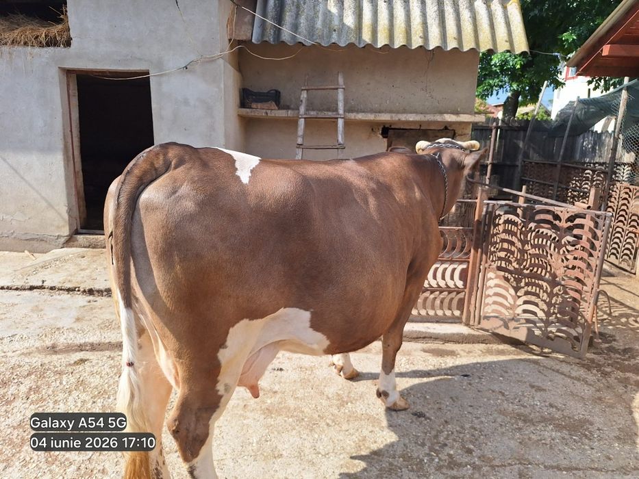 Vând vaca exemplar